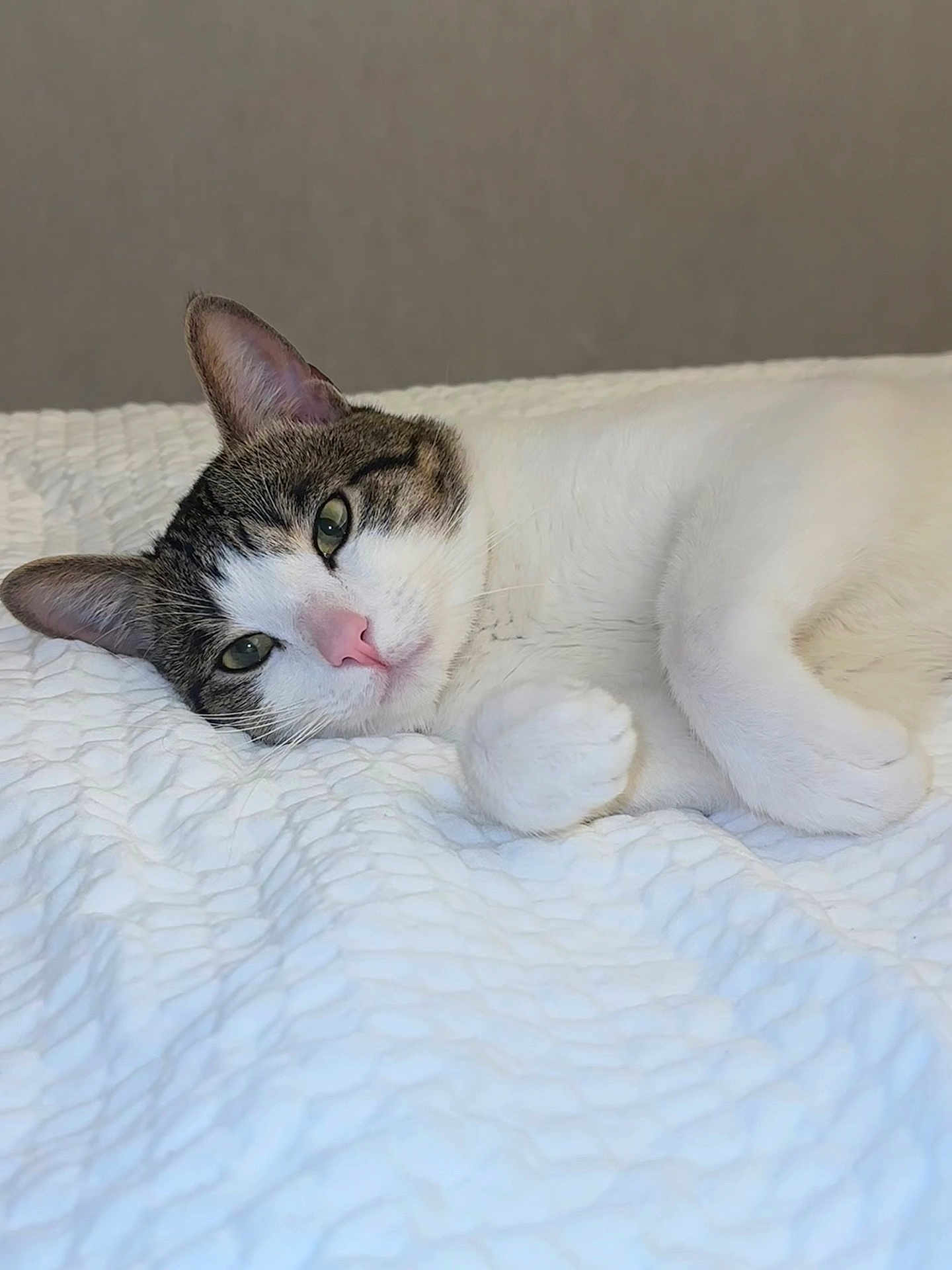 Galileo is registered to the contest to win money with this photo: animal, bed, blanket, cat, closeup, cozy, cute, ears, fur, green_eyes, indoor, pet, pink_nose, relaxing, resting, sleepy, soft, tabby, whiskers, white