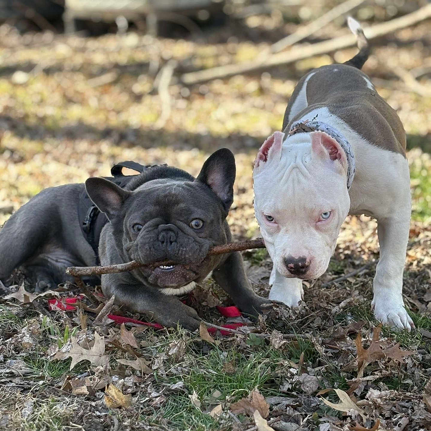 Cash is registered to the contest to win money with this photo: animal, ball, bostonbull, boxer, bulldog, canine, dog, football, frenchbulldog, nature, outdoors, pet, pitbull, puppy, snout, soccer, soccerball, soil, sport, yard