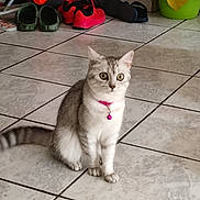 Rox participe au concours pour gagner de l'argent avec cette photo : cat, silver_tabby, pink_collar, bell, wide_eyes, sitting, tiled_floor, shoes, red_sneakers, green_slippers, indoor, pet, fur, tail, ears, whiskers, household, tile_grout, domestic_animal, alert