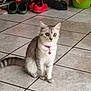 cat, silver_tabby, pink_collar, bell, wide_eyes, sitting, tiled_floor, shoes, red_sneakers, green_slippers, indoor, pet, fur, tail, ears, whiskers, household, tile_grout, domestic_animal, alert