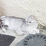 cat, silver_tabby, animal, pet, feline, outdoor, concrete, drain_cover, wall, relaxed, looking_away, side_view, paw, fur, whiskers, curious, ground, texture, quiet, resting