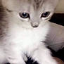 kitten, cat, pet, feline, close_up, paw, fur, cute, animal, whiskers, indoor, young, mammal, small, soft, domestic, curious, blurred, face, eyes