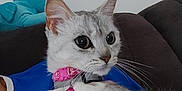 Roxy a rejoint le concours — aidez-le/la à gagner de superbes lots ! cat, pet, collar, bell, pink, blue_shirt, person, lap, couch, plush_toy, unicorn, indoor, fur, whiskers, ears, eyes, resting, comfort, domestic, animal