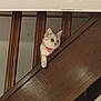 Roxy a rejoint le concours — aidez-le/la à gagner de superbes lots ! kitten, cat, pet, stairs, wooden, railing, curious, indoor, collar, paw, feline, young, domestic_animal, animal, looking, peeking, playful, house, cute, small