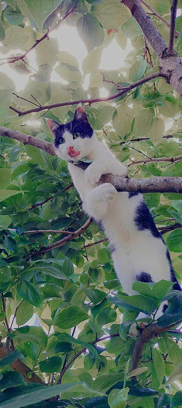 Spotty a rejoint le concours — aidez-le/la à gagner de superbes lots ! cat, tree, branch, leaves, greenery, animal, outdoor, nature, playful, licking, black_and_white, fur, pet, climbing, sunlight, daylight, closeup, curious, whiskers, eyes