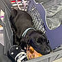 Bella is registered to the contest to win money with this photo: puppy, dog, black_dog, sleeping, basket, toy, plush_toy, collar, indoor, floor, pet, resting, cute, animal, sleep, pet_accessory, soft_toy, polka_dot, zebra_pattern, cozy