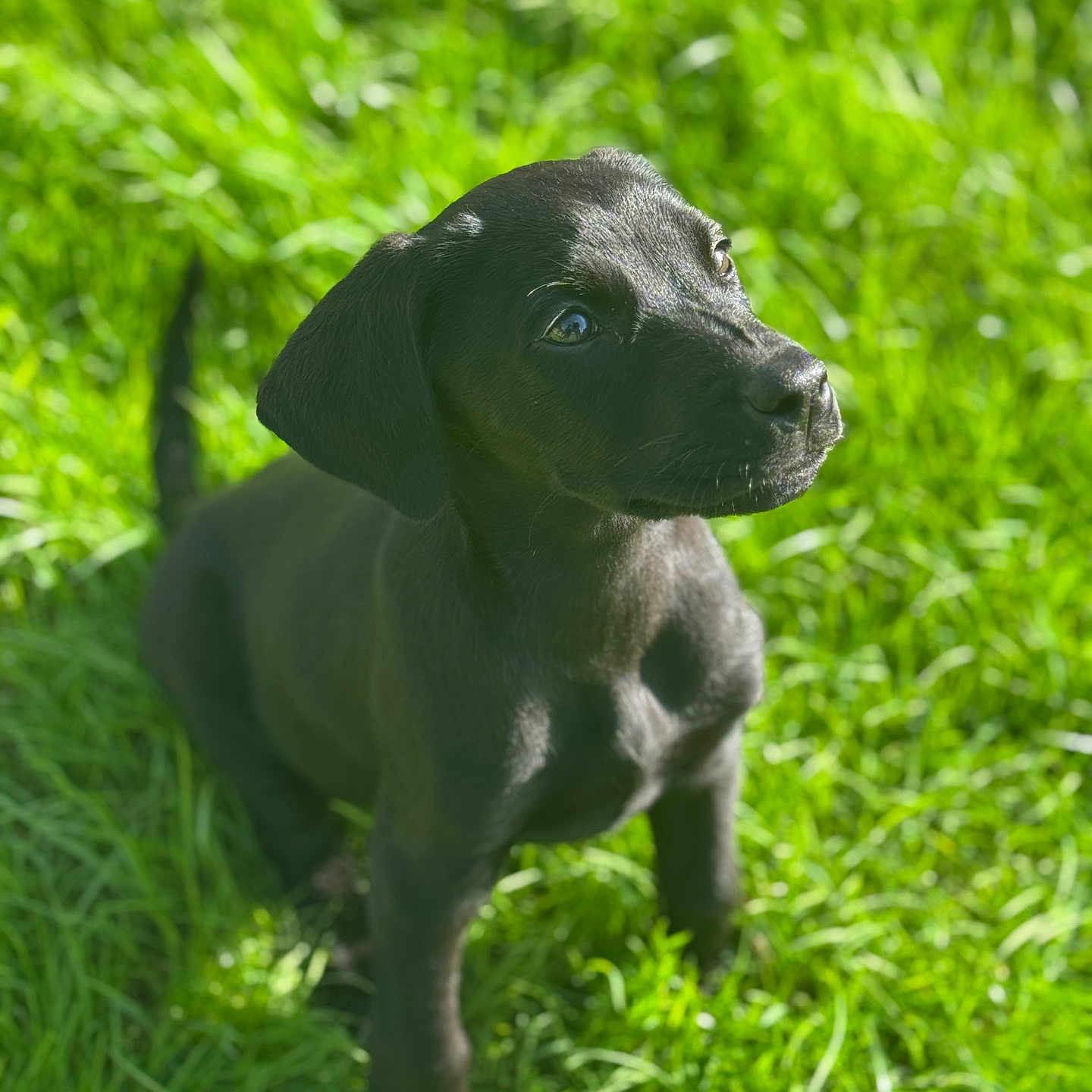 Bella joined the competition — help win amazing prizes! adorable, animal, black_dog, canine, cute, daylight, dog, fur, grass, greenery, looking_up, mammal, nature, outdoor, pet, playful, puppy, summer, sunlight, young_dog