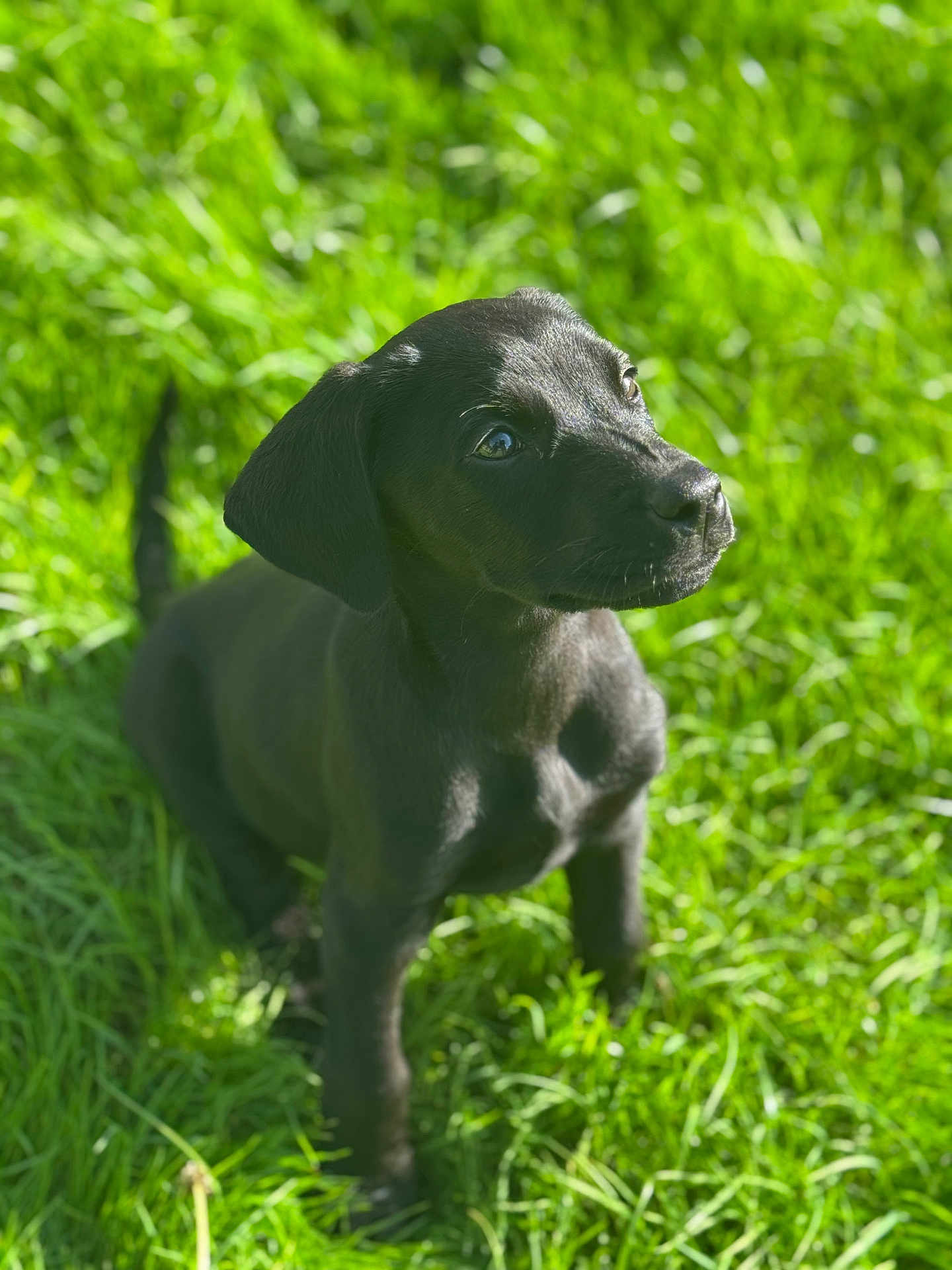 Bella