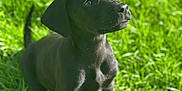 Bella is registered to the contest to win money with this photo: puppy, dog, black_dog, grass, outdoor, sunlight, pet, animal, cute, young_dog, nature, green, fur, mammal, sitting, adorable, looking_up, daylight, friendly, playful