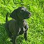 puppy, dog, black_dog, grass, outdoor, sunlight, pet, animal, cute, young_dog, nature, green, fur, mammal, sitting, adorable, looking_up, daylight, friendly, playful