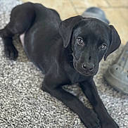 Bella is registered to the contest to win money with this photo: puppy, black_dog, dog, pet, animal, lying_down, indoor, floor, rug, cute, portrait, young_dog, fur, looking_up, canine, companion, domestic_animal, friendly, home, relaxed