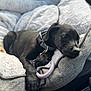 Bella joined the competition — help win amazing prizes! puppy, dog, black_dog, pet, sleepy, cozy, dog_bed, plush, resting, cute, animal, collar, indoor, close_up, soft, relaxed, young_dog, domestic_animal, fur, napping