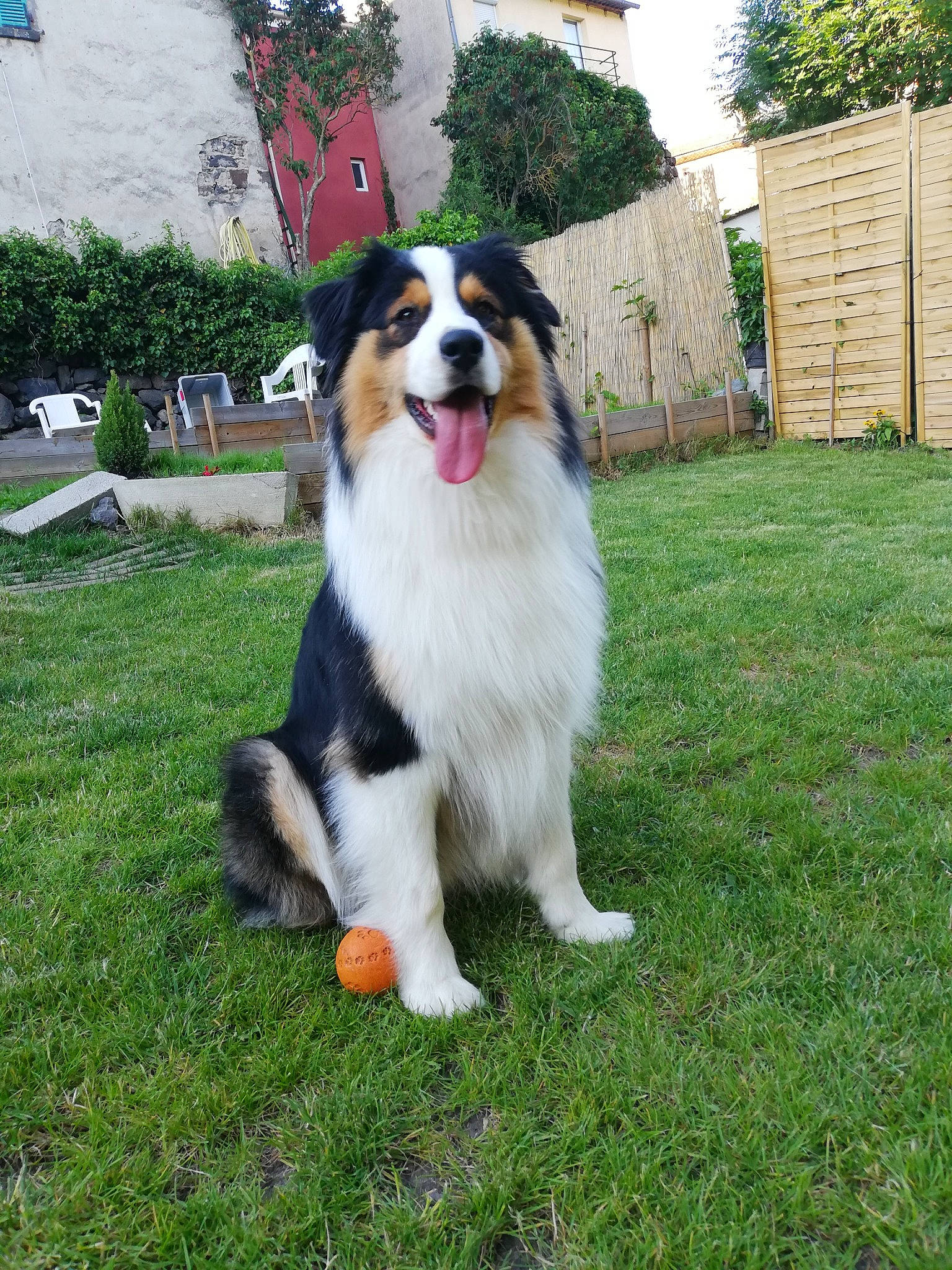 Riou a rejoint le concours — aidez-le/la à gagner de superbes lots ! art, bernese_mountain_dog, border_collie, canidae, carnivore, cavalier_king_charles_spaniel, collie, companion_dog, dog, dog_breed, fur, grass, herding_dog, home_fencing, plant, sky, snout, terrestrial_animal, tree, working_dog