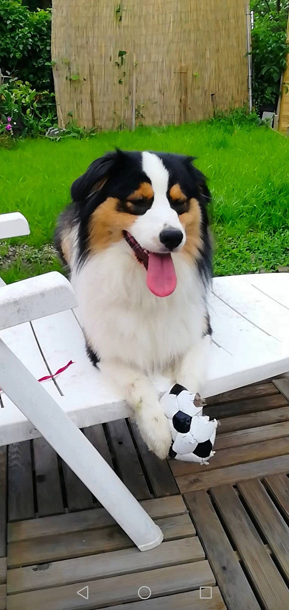 Riou a rejoint le concours — aidez-le/la à gagner de superbes lots ! ancient_dog_breeds, canidae, carnivore, chair, companion_dog, dog, dog_breed, dog_supply, grass, herding_dog, leisure, outdoor_furniture, plant, shade, sporting_group, tree, wood, working_animal, working_dog