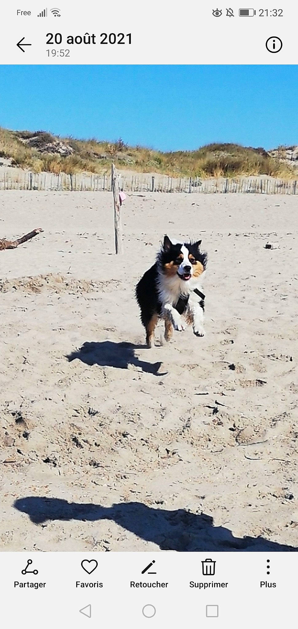 Riou a rejoint le concours — aidez-le/la à gagner de superbes lots ! australian_shepherd, border_collie, canidae, carnivore, coast, companion_dog, dog, dog_breed, herding_dog, horizon, landscape, mountain, ocean, plant, recreation, sand, sky, soil, sporting_group, tail
