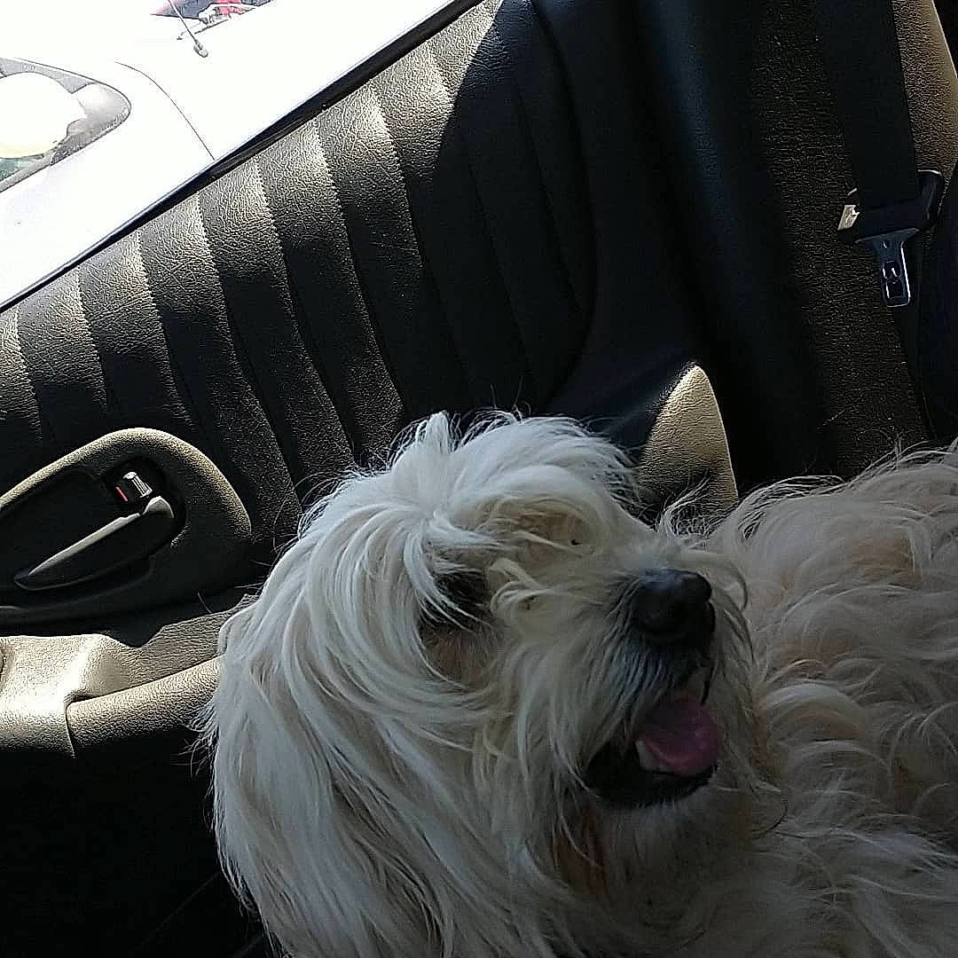 Nola is registered to the contest to win money with this photo: automotive_tire, car_seat_cover, carnivore, collar, comfort, companion_dog, dog, dog_breed, family_car, fashion_accessory, fur, personal_luxury_car, small_terrier, terrier, tints_and_shades, toy_dog, vehicle_door, white, windshield, working_animal