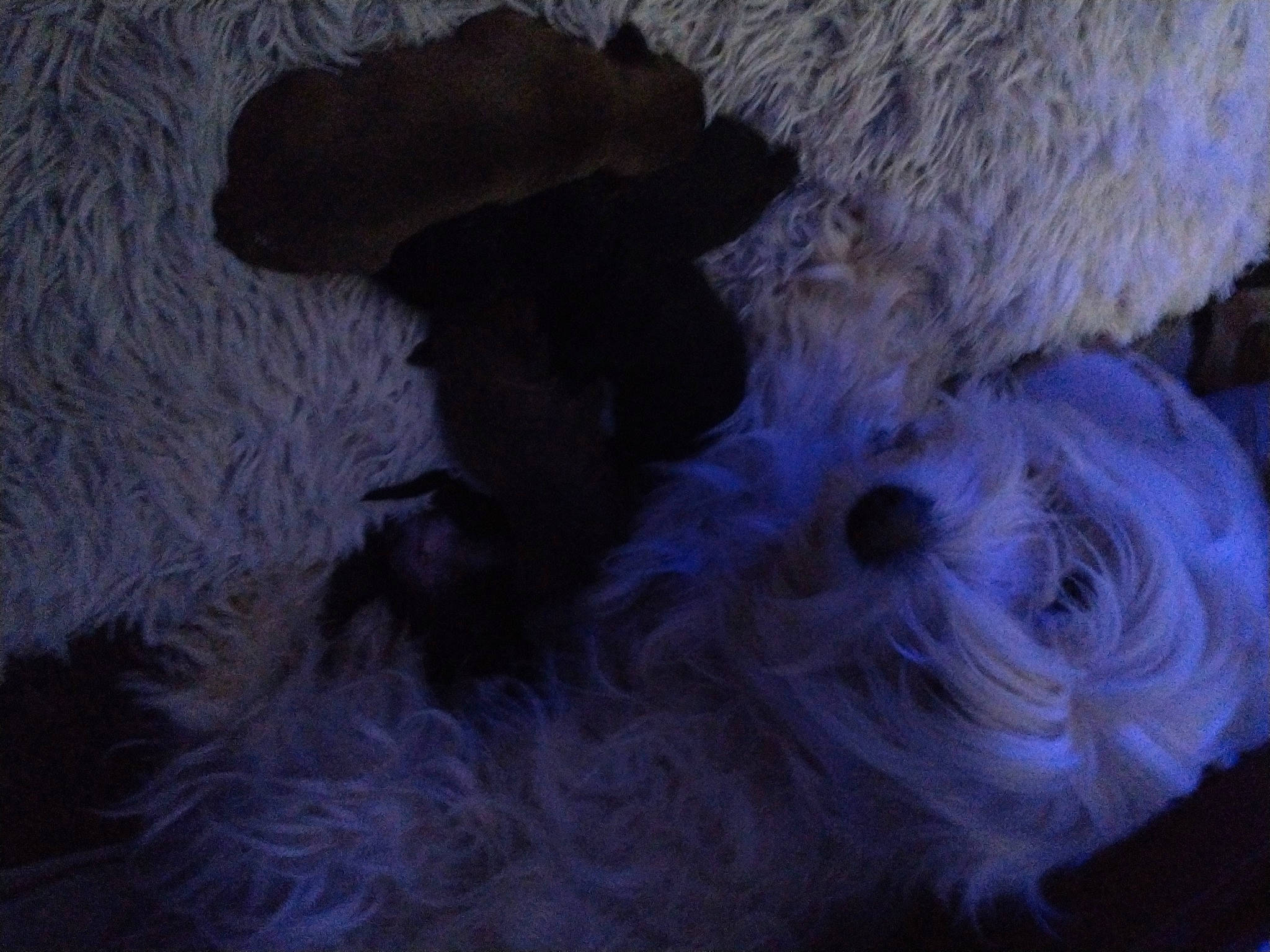 Nola joined the competition — help win amazing prizes! canidae, carnivore, companion_dog, dog, dog_breed, electric_blue, fashion_accessory, fiber, fur, grey, magenta, pattern, purple, sporting_group, tail, thread, toy, wool, woolen, working_animal