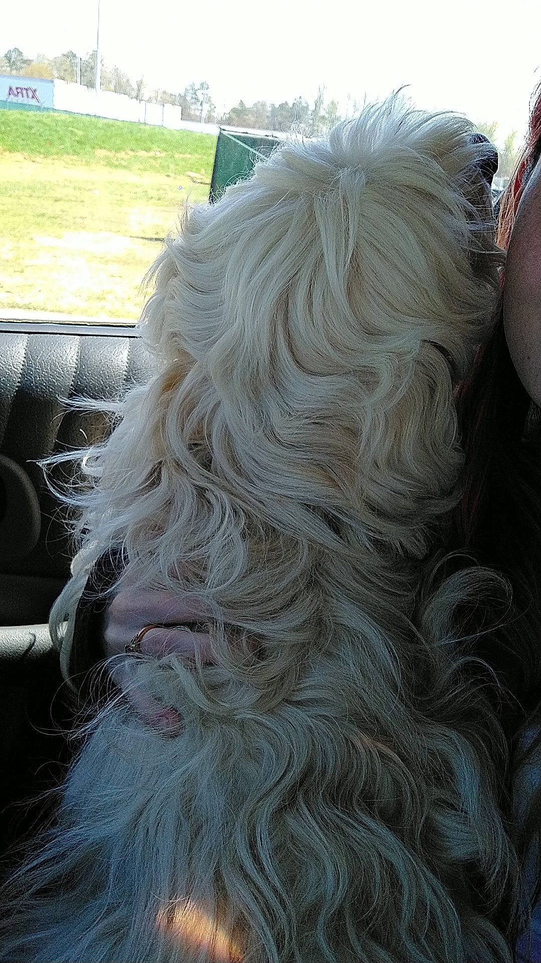 Nola is registered to the contest to win money with this photo: art, automotive_tire, companion_dog, dog_breed, fashion_accessory, flooring, fur, grass, grey, layered_hair, long_hair, pattern, sporting_group, tail, tire, tree, vehicle_door, wool, working_animal