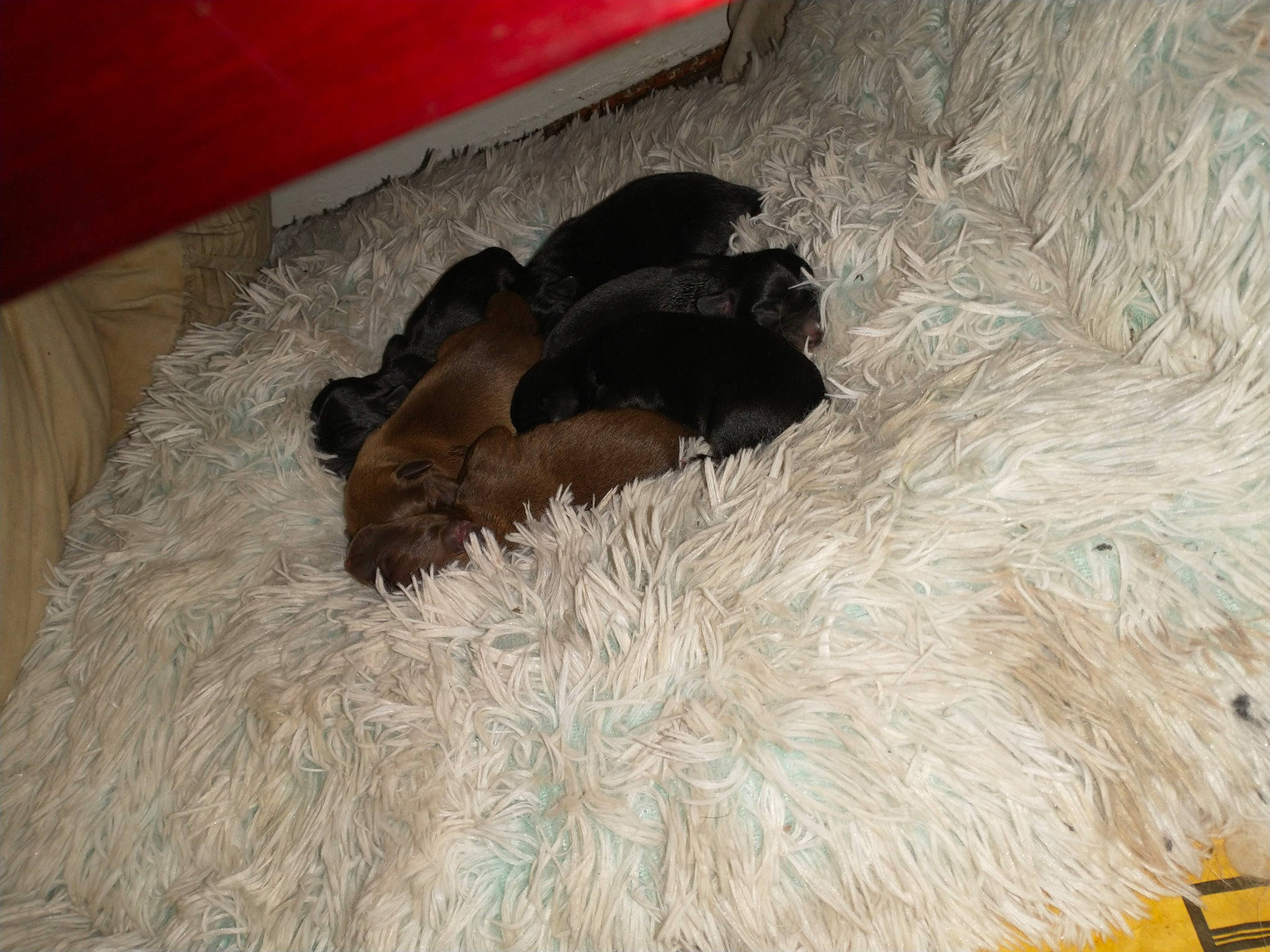 Nola joined the competition — help win amazing prizes! brown, canidae, carnivore, comfort, dog, dog_breed, fawn, fur, liver, mammal, natural_material, sporting_group, tail, toy, wood, working_animal