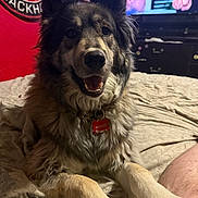 Oakley joined the competition — help win amazing prizes! dog, bed, indoor, pet, fur, collar, tag, smiling, ears, nose, television, person, fist, wall, logo, blanket, room, furniture, paw, relaxed