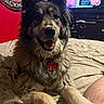 dog, bed, indoor, pet, fur, collar, tag, smiling, ears, nose, television, person, fist, wall, logo, blanket, room, furniture, paw, relaxed