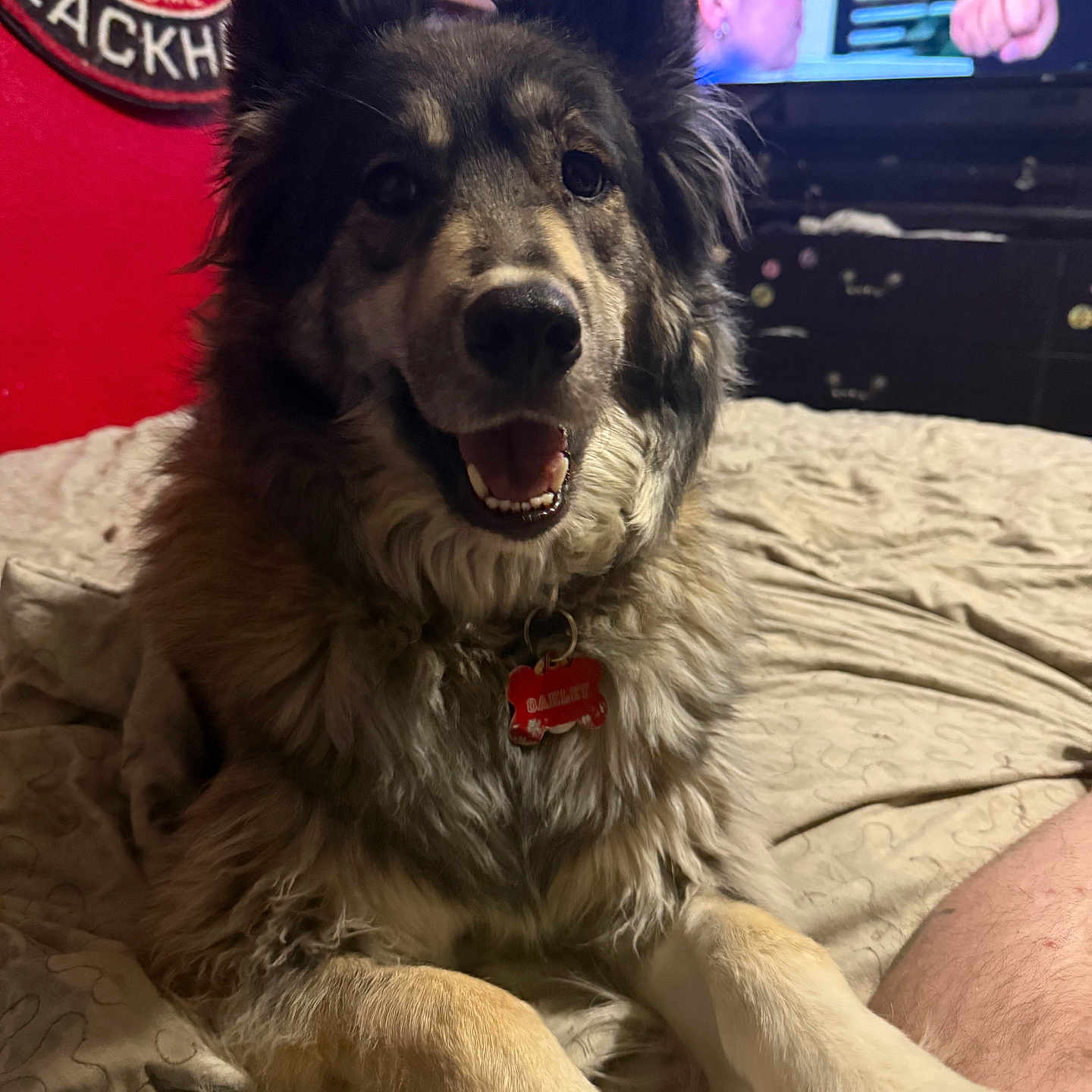 Oakley joined the competition — help win amazing prizes! dog, bed, indoor, pet, fur, collar, tag, smiling, ears, nose, television, person, fist, wall, logo, blanket, room, furniture, paw, relaxed