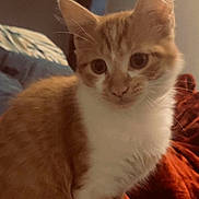 Praline participe au concours pour gagner de l'argent avec cette photo : cat, ginger_cat, white_fur, pet, animal, indoor, cozy, blanket, fur, whiskers, ears, tail, cute, domestic_cat, sitting, portrait, curious, soft_lighting, feline, closeup