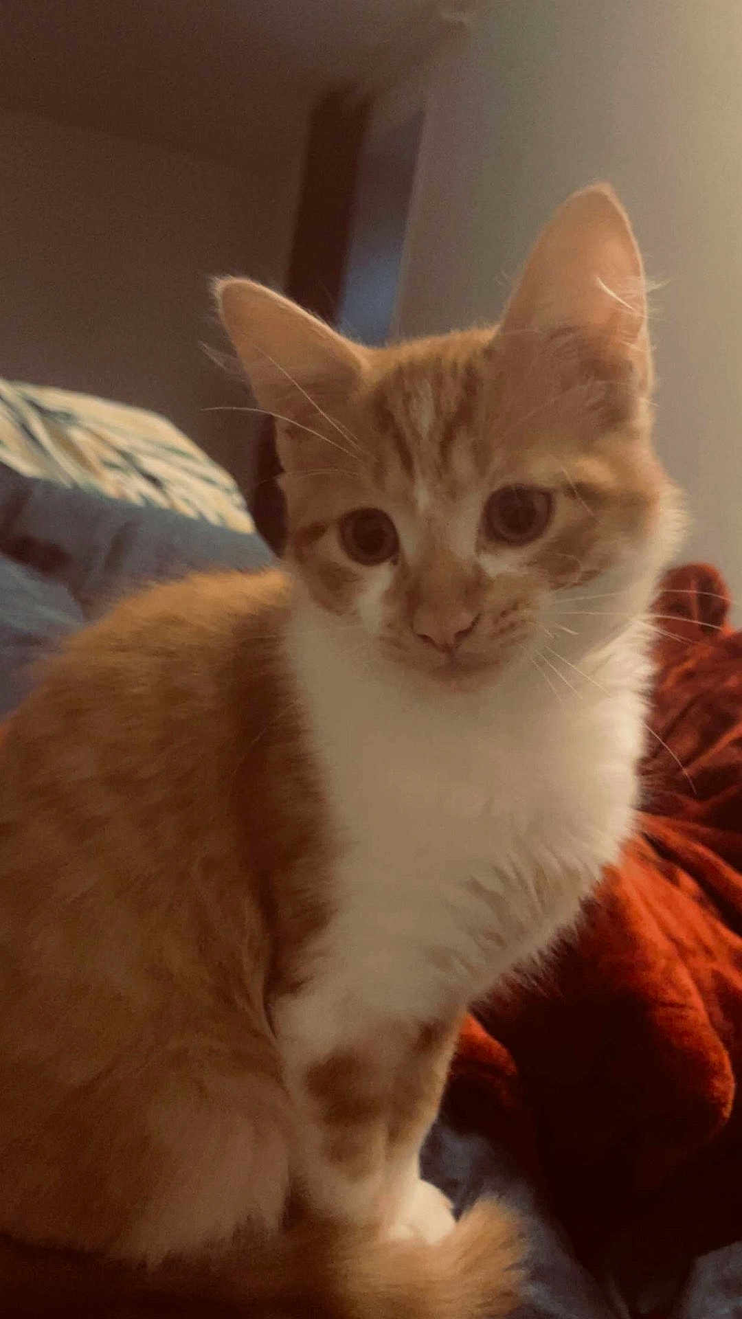 Praline participe au concours pour gagner de l'argent avec cette photo : cat, ginger_cat, white_fur, pet, animal, indoor, cozy, blanket, fur, whiskers, ears, tail, cute, domestic_cat, sitting, portrait, curious, soft_lighting, feline, closeup