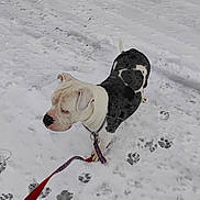 Blu Hindi joined the competition — help win amazing prizes! dog, snow, leash, paw_prints, outdoor, winter, animal, pet, canine, walking, cold, fur, black_and_white, collar, chain, side_view, standing, footprints, nature, daytime