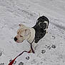 dog, snow, leash, paw_prints, outdoor, winter, animal, pet, canine, walking, cold, fur, black_and_white, collar, chain, side_view, standing, footprints, nature, daytime