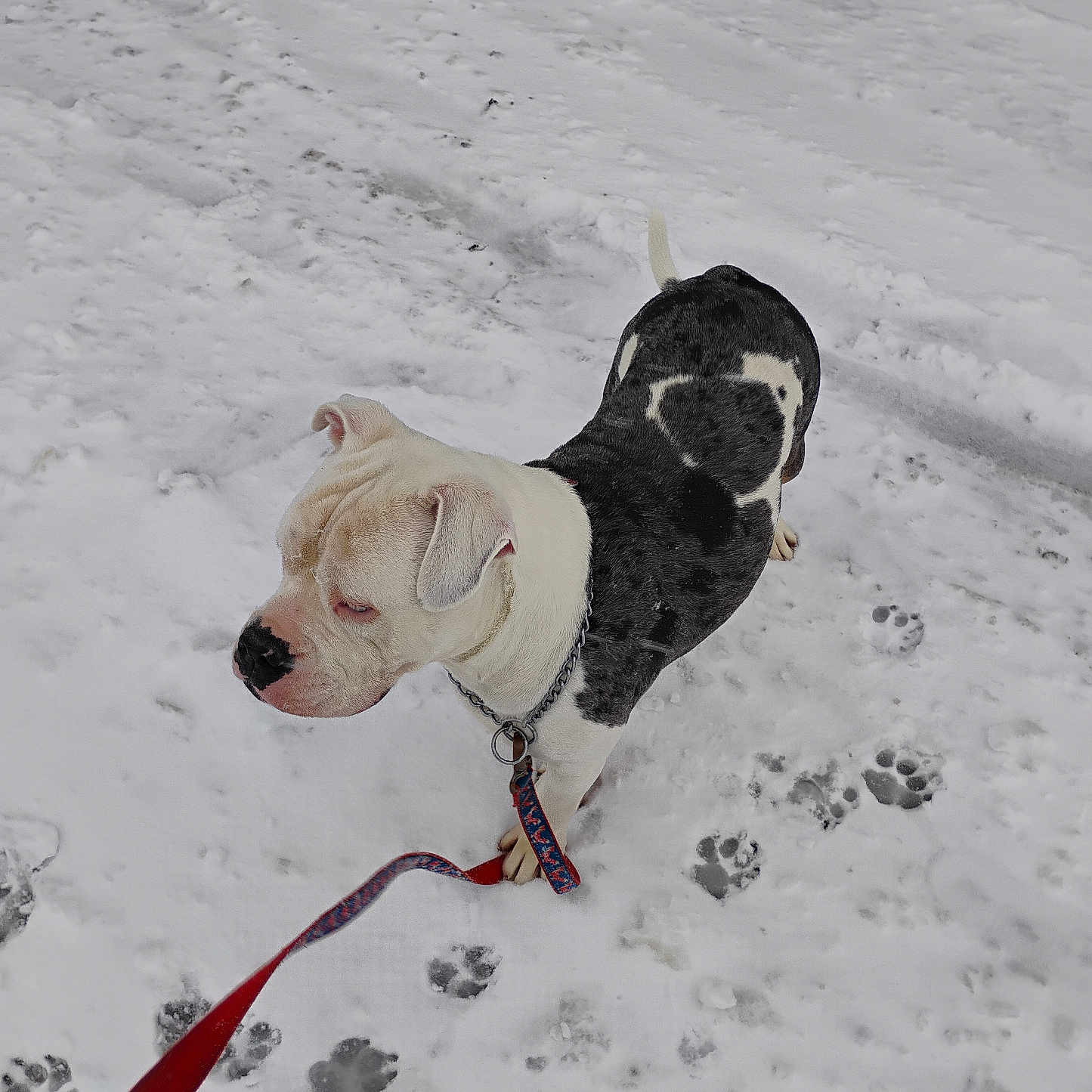 Blu Hindi joined the competition — help win amazing prizes! animal, black_and_white, canine, chain, cold, collar, daytime, dog, footprints, fur, leash, nature, outdoor, paw_prints, pet, side_view, snow, standing, walking, winter