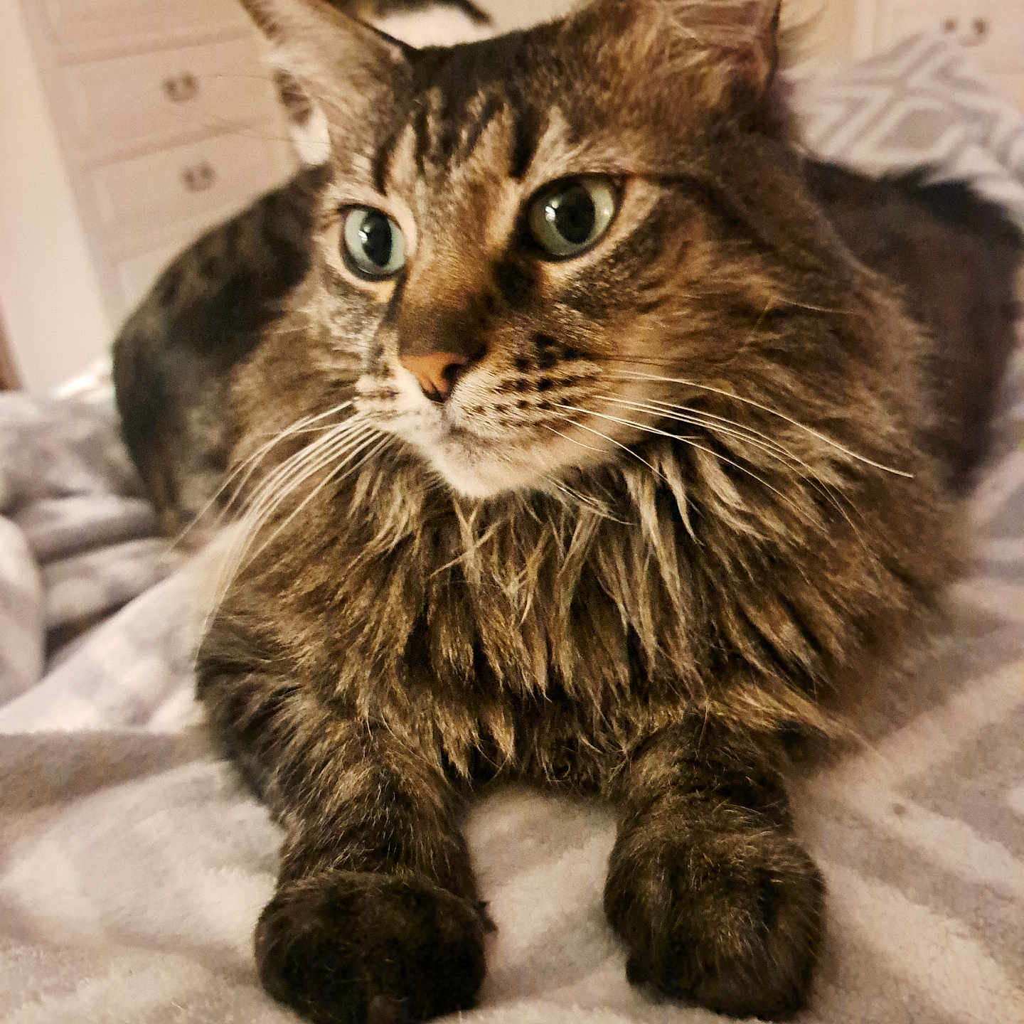 Willow is registered to the contest to win money with this photo: animal, bedroom, blanket, cat, closeup, cozy, curious, cute, domestic, feline, fluffy, fur, indoor, laying, paw, pet, relaxed, soft, tabby, whiskers