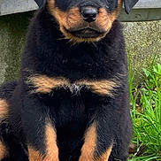 Aïko participe au concours pour gagner de l'argent avec cette photo : puppy, rottweiler, dog, grass, outdoor, pet, young, sitting, fur, black, brown, cute, animal, canine, nose, ears, paws, nature, closeup, portrait