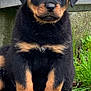 puppy, rottweiler, dog, grass, outdoor, pet, young, sitting, fur, black, brown, cute, animal, canine, nose, ears, paws, nature, closeup, portrait