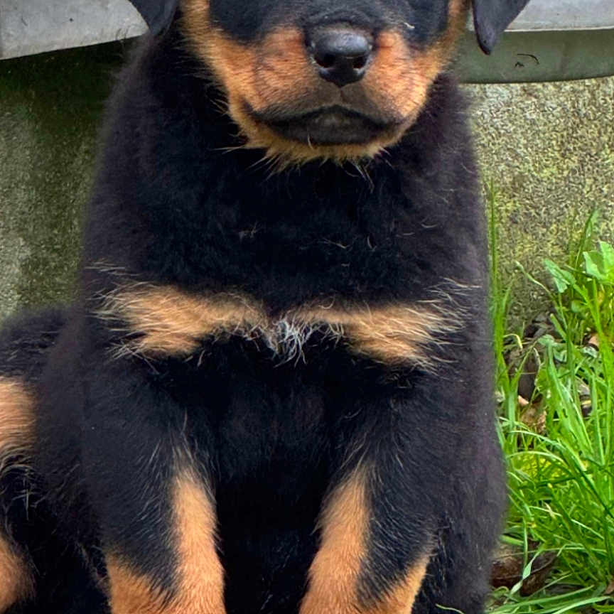 Aïko participe au concours pour gagner de l'argent avec cette photo : animal, black, brown, canine, closeup, cute, dog, ears, fur, grass, nature, nose, outdoor, paws, pet, portrait, puppy, rottweiler, sitting, young