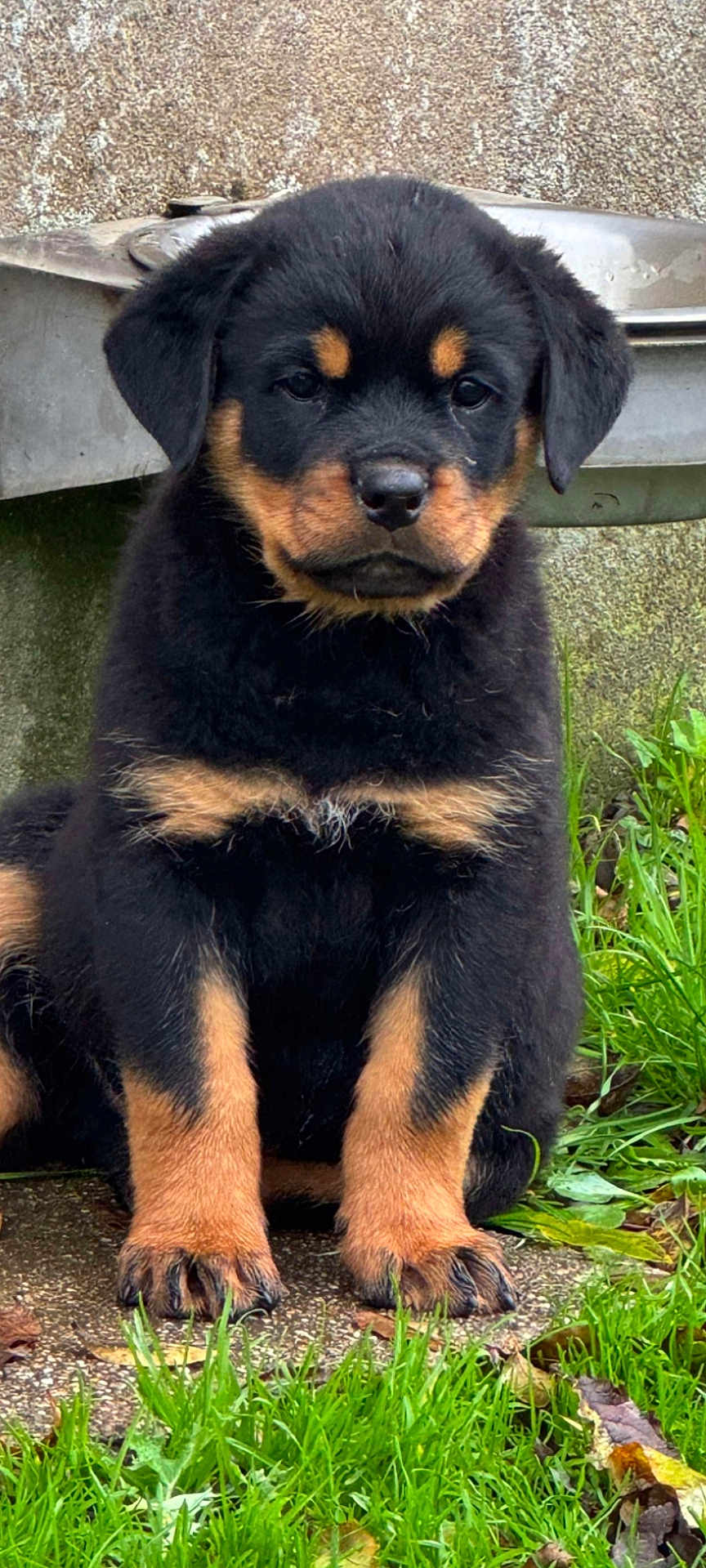 Aïko participe au concours pour gagner de l'argent avec cette photo : puppy, rottweiler, dog, grass, outdoor, pet, young, sitting, fur, black, brown, cute, animal, canine, nose, ears, paws, nature, closeup, portrait