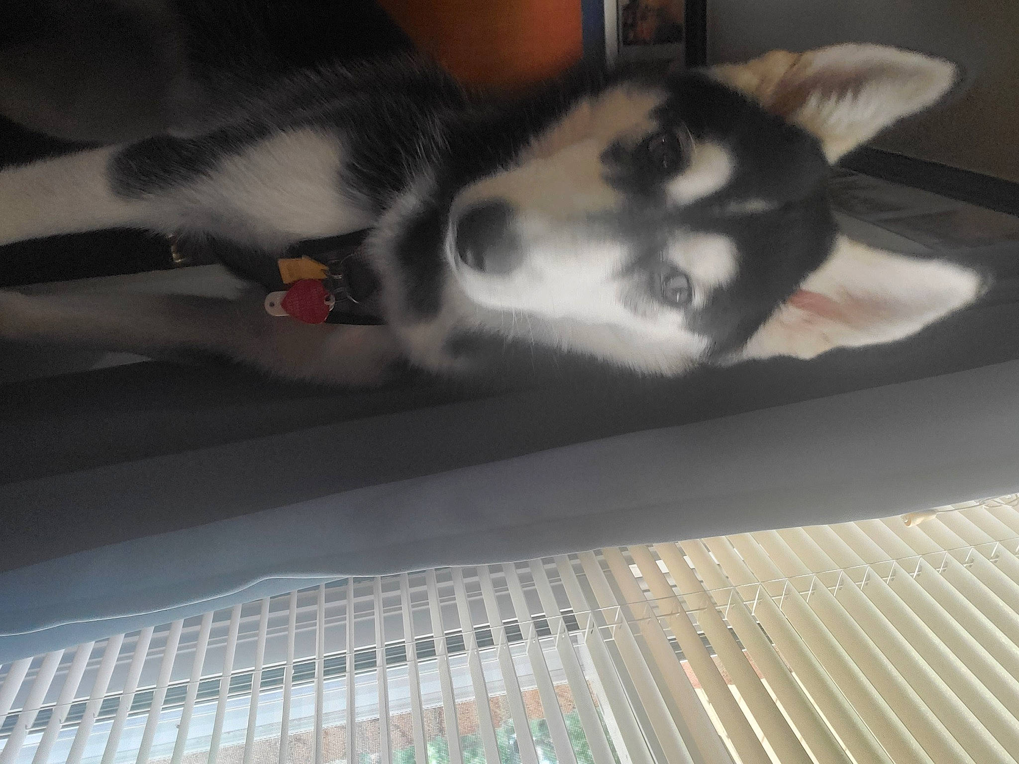 Sasha joined the competition — help win amazing prizes! canidae, carnivore, cat, ear, eye, felidae, fur, kitten, paw, polydactyl_cat, siberian_husky, small_to_medium_sized_cats, snout, tail, whiskers