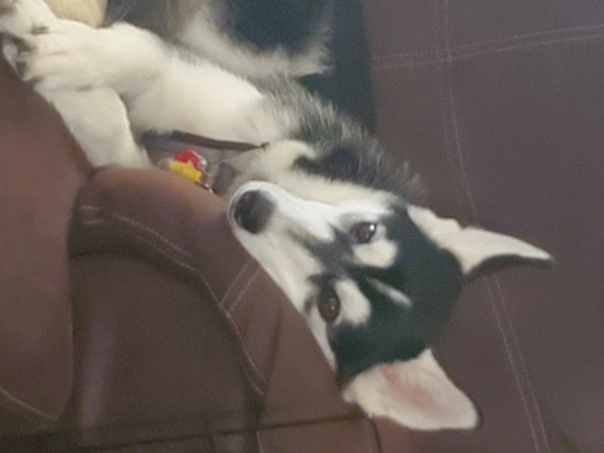 Sasha is registered to the contest to win money with this photo: border_collie, canidae, carnivore, dog, dog_breed, nose, siberian_husky, snout, sporting_group, tail