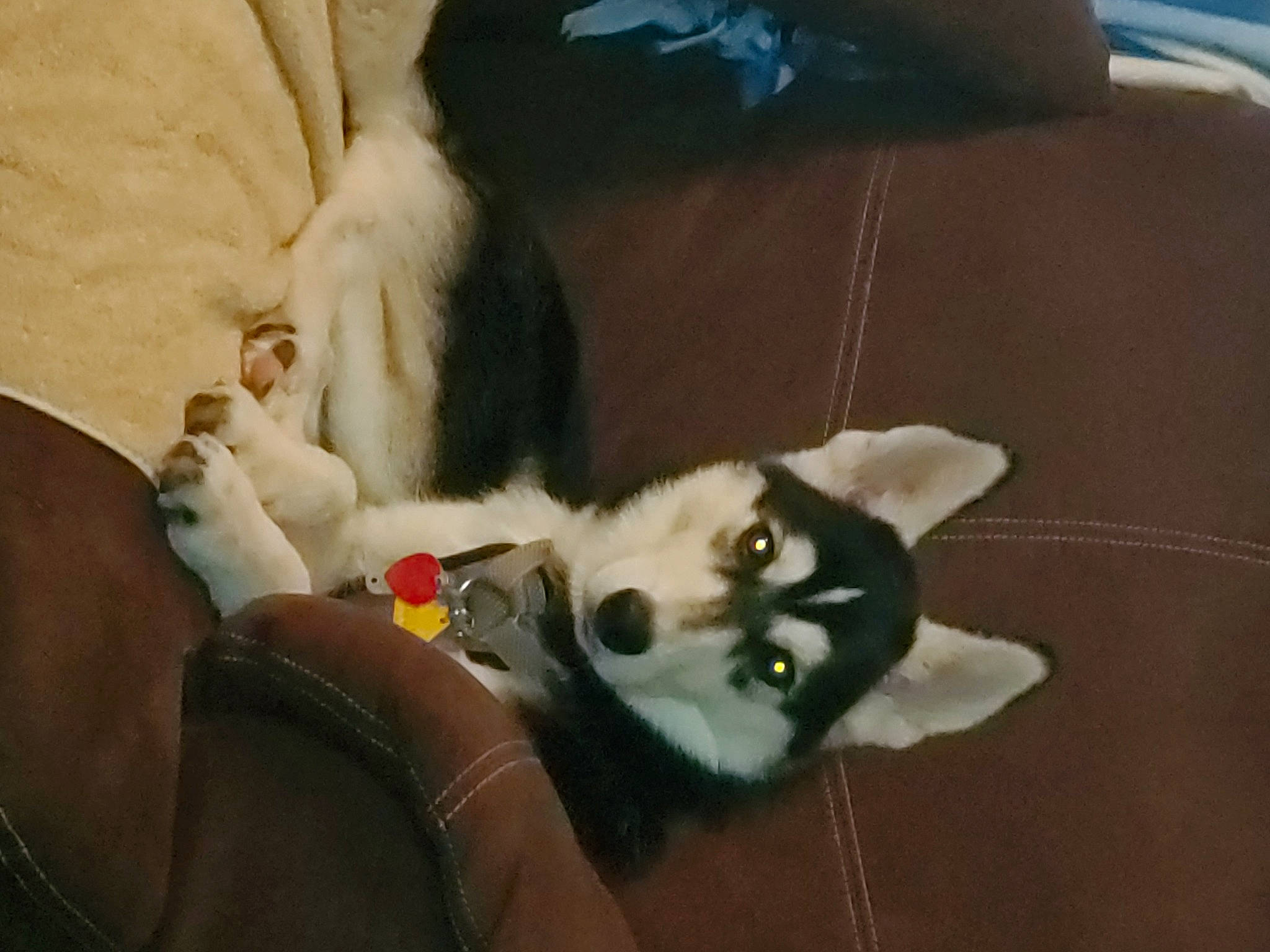 Sasha is registered to the contest to win money with this photo: alaskan_klee_kai, alaskan_malamute, canidae, carnivore, companion_dog, dog, dog_breed, fur, mammal, non_sporting_group, puppy, siberian_husky, sled_dog, sporting_group