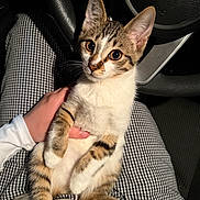 Rockie is registered to the contest to win money with this photo: animal, car_interior, cat, checkered_pants, closeup, comfort, cute, domestic_animal, fur, human_hand, indoor, kia_logo, kitten, lap, pet, sitting, steering_wheel, striped_fur, whiskers, young_cat