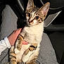 animal, car_interior, cat, checkered_pants, closeup, comfort, cute, domestic_animal, fur, human_hand, indoor, kia_logo, kitten, lap, pet, sitting, steering_wheel, striped_fur, whiskers, young_cat