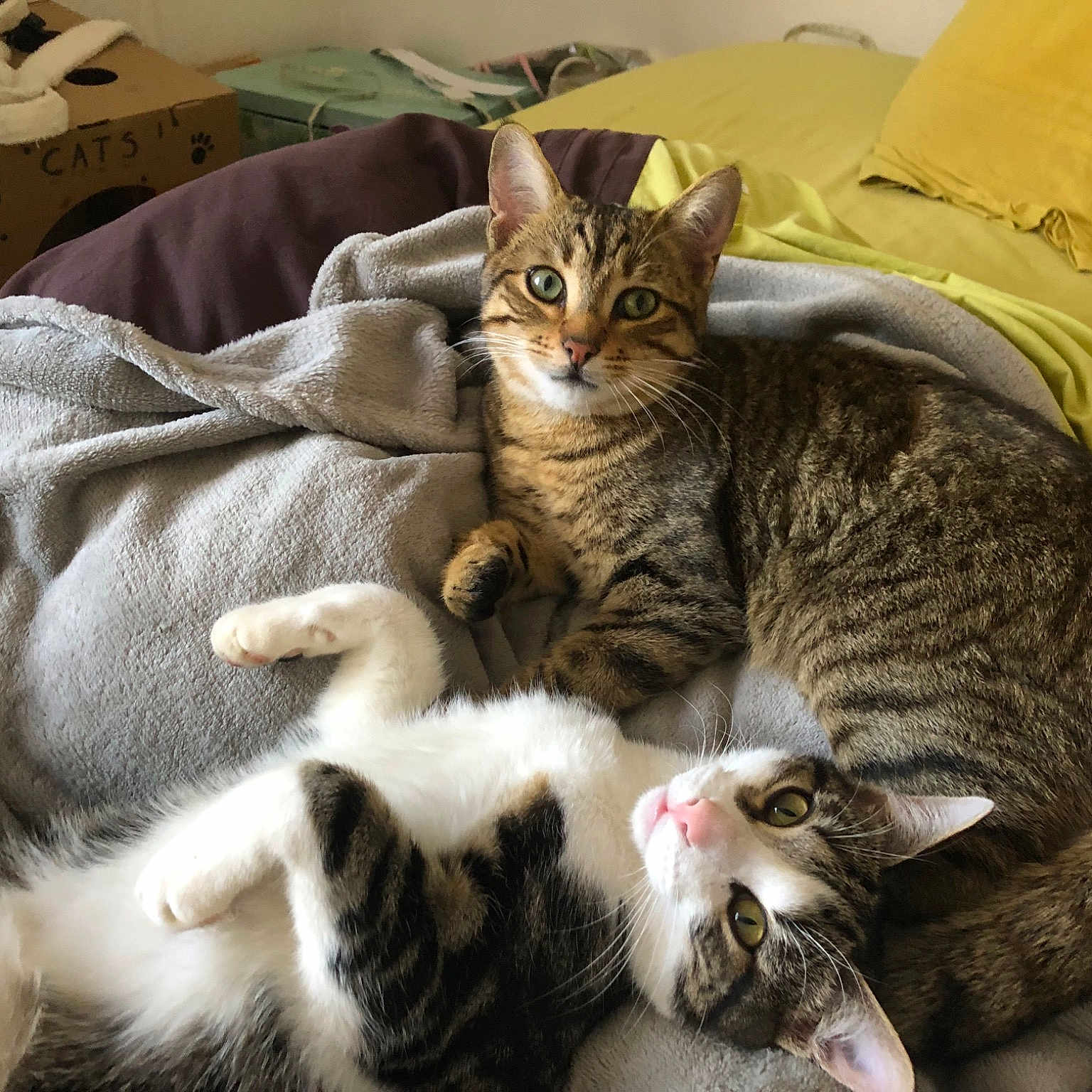 Pilou Et Jojo
