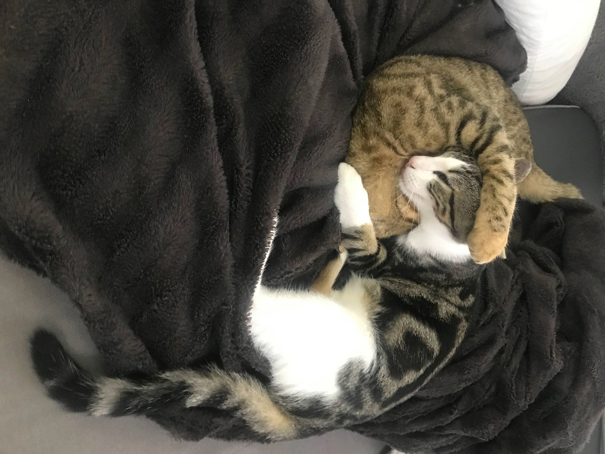 Pilou Et Jojo a rejoint le concours — aidez-le/la à gagner de superbes lots ! carnivore, cat, claw, comfort, domestic_short_haired_cat, ear, felidae, fur, grey, nap, paw, sleep, small_to_medium_sized_cats, snout, tail, terrestrial_animal, whiskers