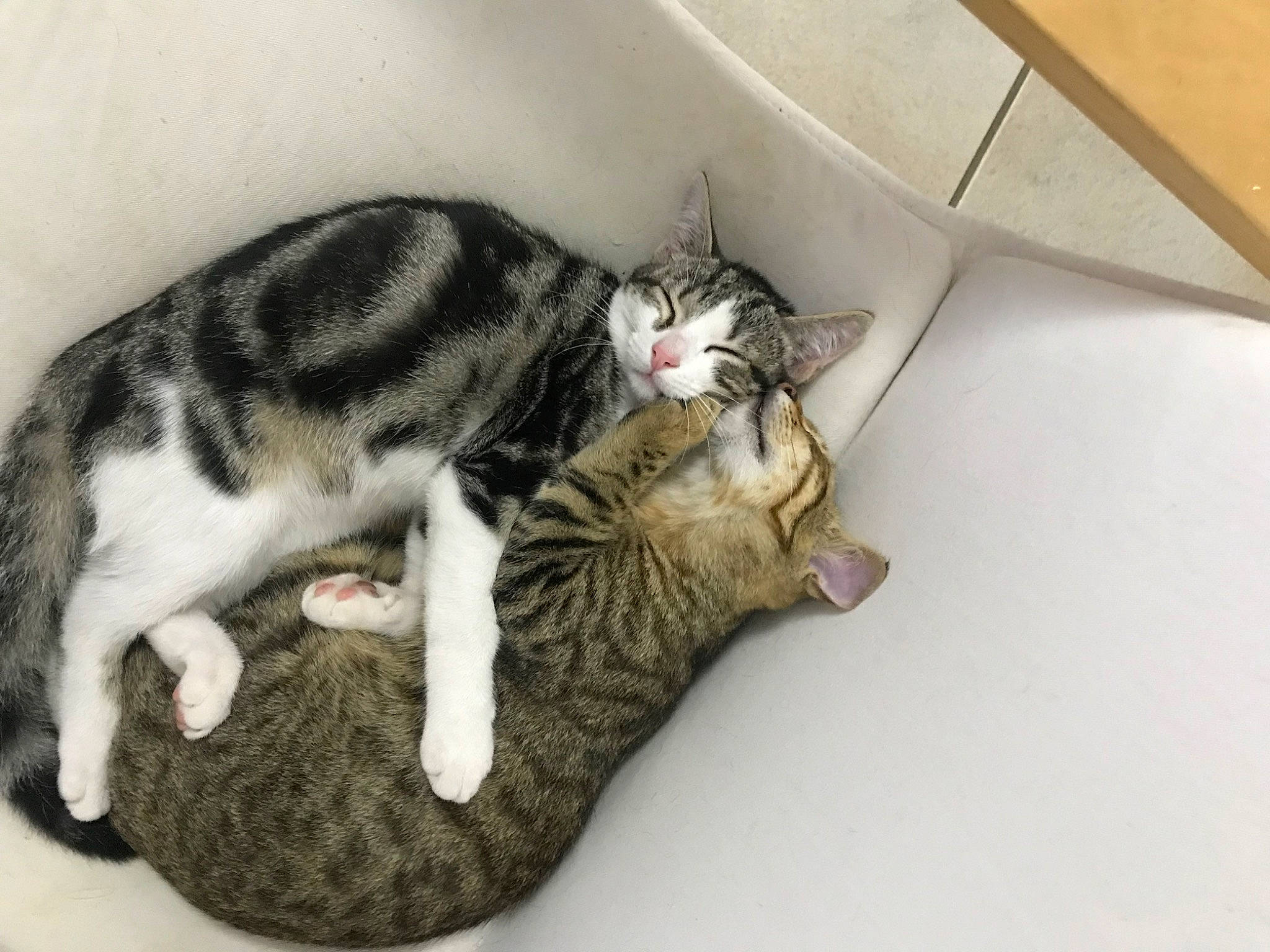 Pilou Et Jojo a rejoint le concours — aidez-le/la à gagner de superbes lots ! box, carnivore, cat, claw, comfort, domestic_short_haired_cat, felidae, foot, fur, mammal, paw, small_to_medium_sized_cats, tail, toy, vertebrate, whiskers