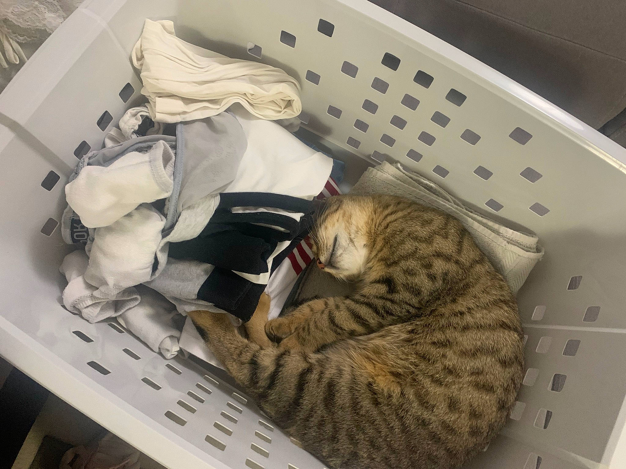 Pilou Et Jojo participe au concours pour gagner de l'argent avec cette photo : bed, carnivore, cat, comfort, computer_keyboard, domestic_short_haired_cat, drawer, felidae, fur, input_device, machine, nap, office_equipment, office_supplies, paw, room, small_to_medium_sized_cats, snout, toy, whiskers