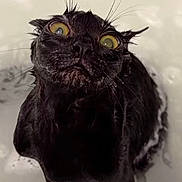 Caca is registered to the contest to win money with this photo: animal, bath, black_cat, cat, closeup, cute, domestic_animal, expression, face, funny, fur, indoor, looking_up, mammal, pet, surprised, water, wet, whiskers, yellow_eyes
