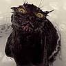 animal, bath, black_cat, cat, closeup, cute, domestic_animal, expression, face, funny, fur, indoor, looking_up, mammal, pet, surprised, water, wet, whiskers, yellow_eyes