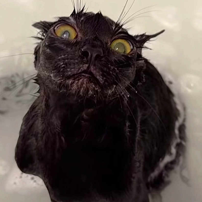 Caca is registered to the contest to win money with this photo: animal, bath, black_cat, cat, closeup, cute, domestic_animal, expression, face, funny, fur, indoor, looking_up, mammal, pet, surprised, water, wet, whiskers, yellow_eyes