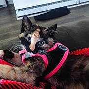 Marley is registered to the contest to win money with this photo: kitten, cat, tortoiseshell, pet, animal, indoor, blanket, plaid, harness, fur, whiskers, blue_eyes, floor, curious, close_up, young, domestic_cat, resting, cozy, cute