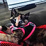 kitten, cat, tortoiseshell, pet, animal, indoor, blanket, plaid, harness, fur, whiskers, blue_eyes, floor, curious, close_up, young, domestic_cat, resting, cozy, cute